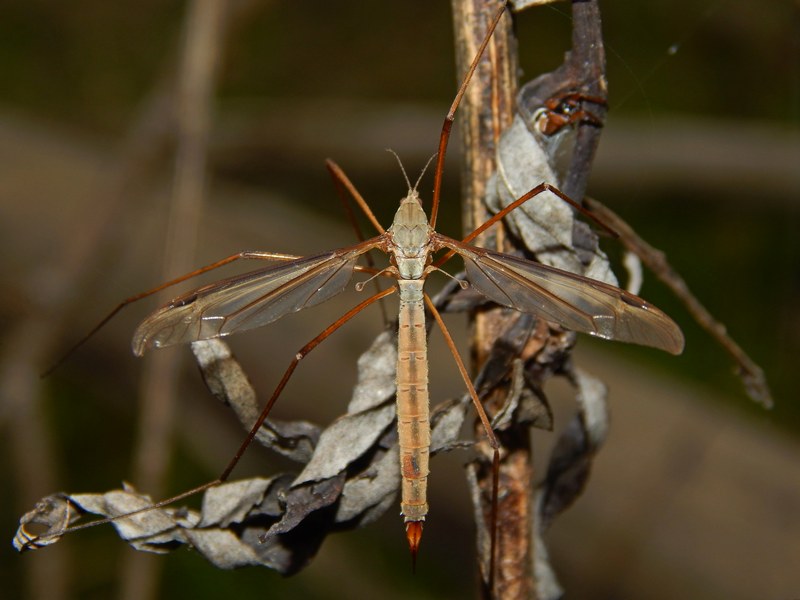 Tipulidae da ID